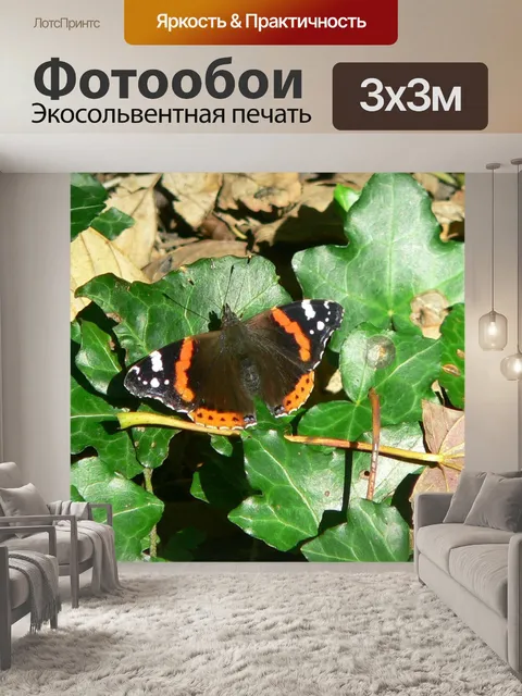 Фотообои Бабочка