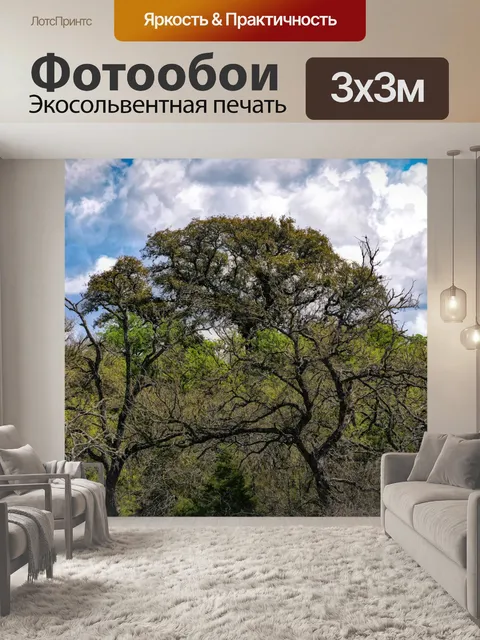 Фотообои Мертвые деревья