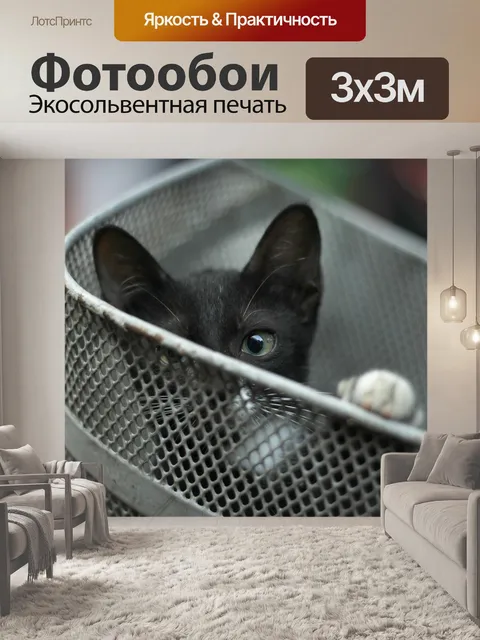 Фотообои Кот