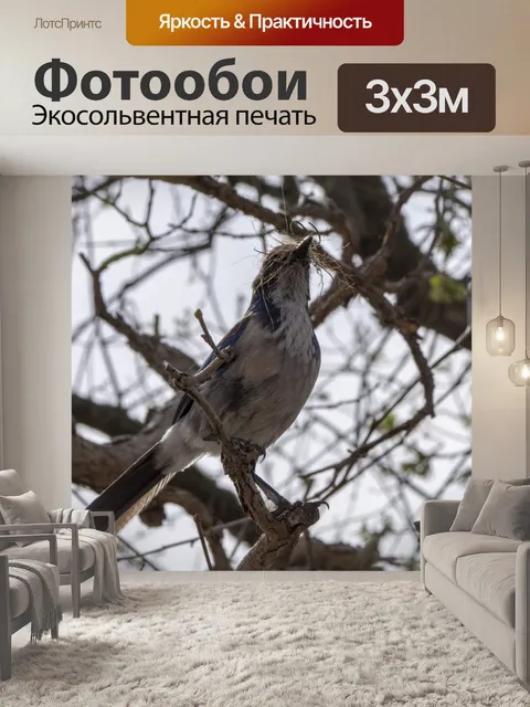 Фотообои Голубая сойка