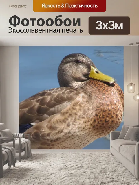 Фотообои Большая утка