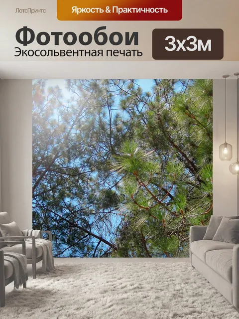 Фотообои полуденное солнце через сосны
