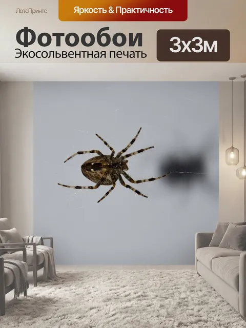 Фотообои Паук