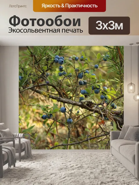 Фотообои Черника куст Джек сосна