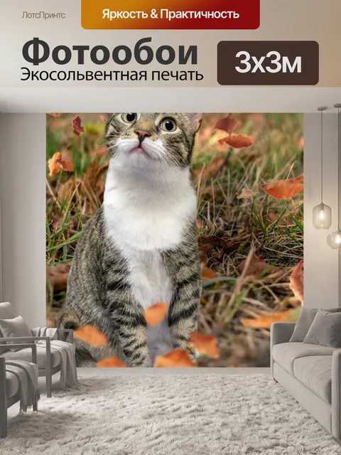 Фотообои Кошка