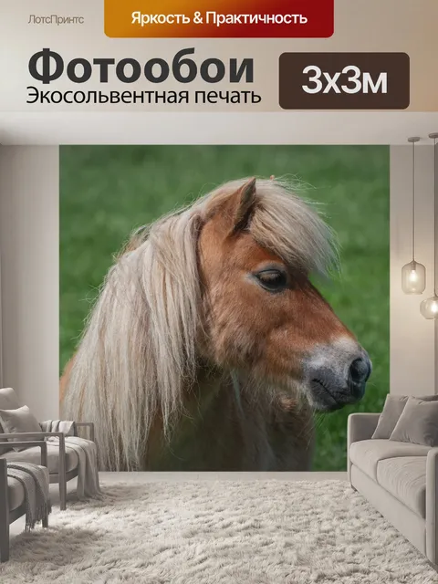 Фотообои Пони, Шетландский пони, маленькая лошадь