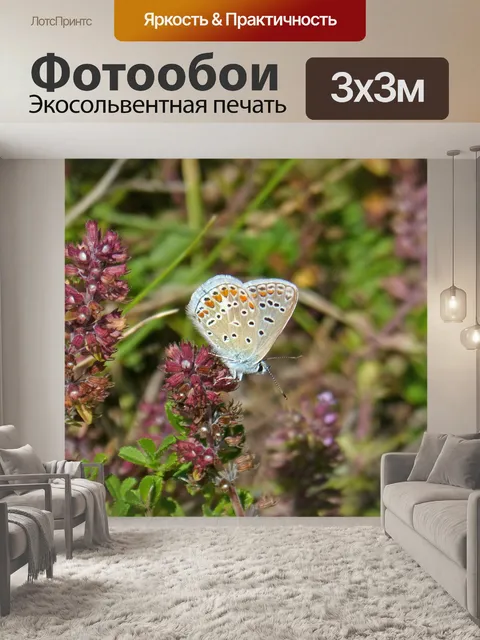 Фотообои Голубая бабочка