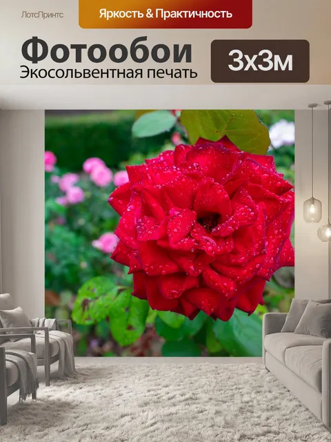 Фотообои Красная роза