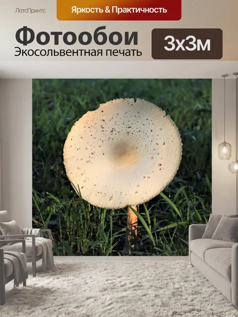 Фотообои Белый гриб на утреннем солнце