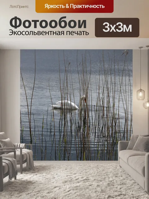 Фотообои Лебедь
