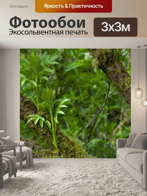 Фотообои Зеленый ботанический сад