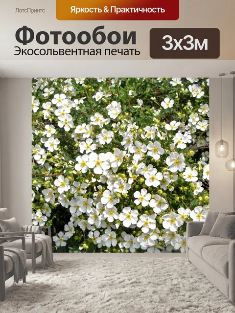 Фотообои Маленькие белые цветы (1)