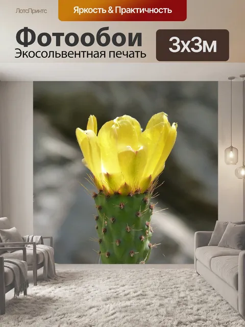 Фотообои Кактус