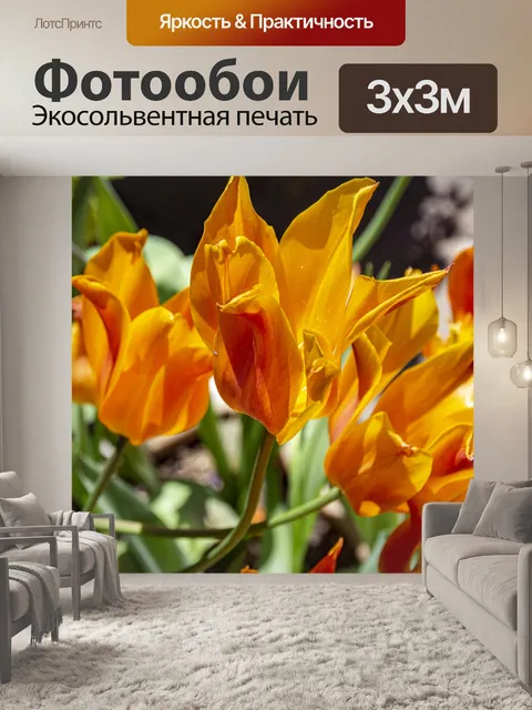 Фотообои фокер веер тюльпан