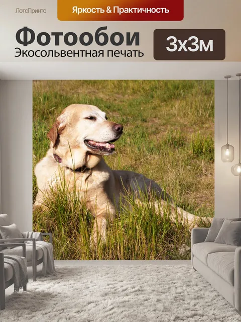 Фотообои Happy Dog, Лабрадор