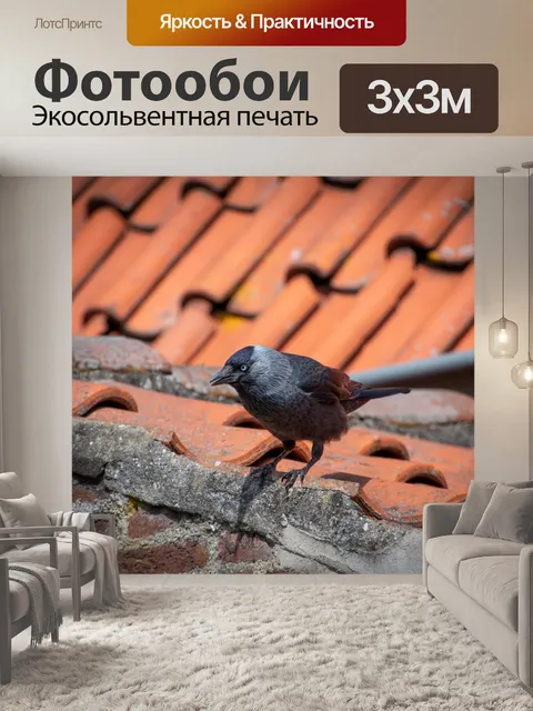 Фотообои Галка, певчая птица, черная птица