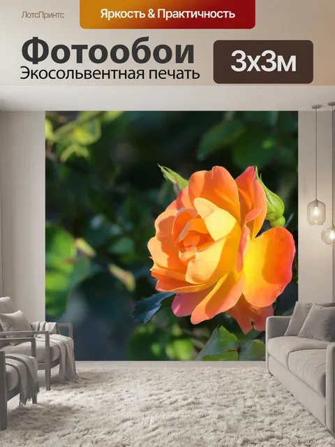 Фотообои Персиковая цветная роза
