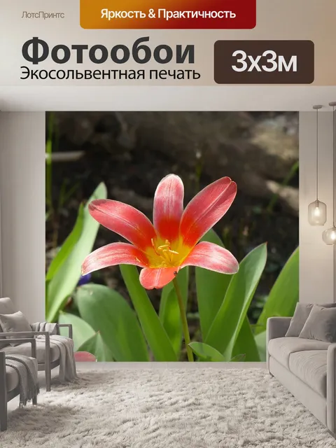 Фотообои Семейство тюльпанов