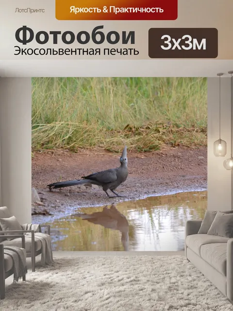 Фотообои Птица