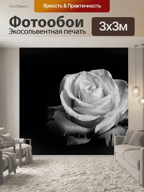 Фотообои черно-белое фото, роза, бутон
