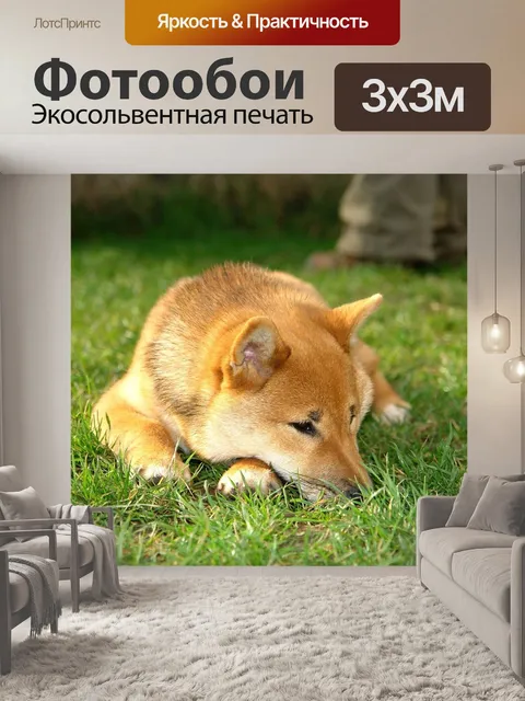 Фотообои Сиба ину