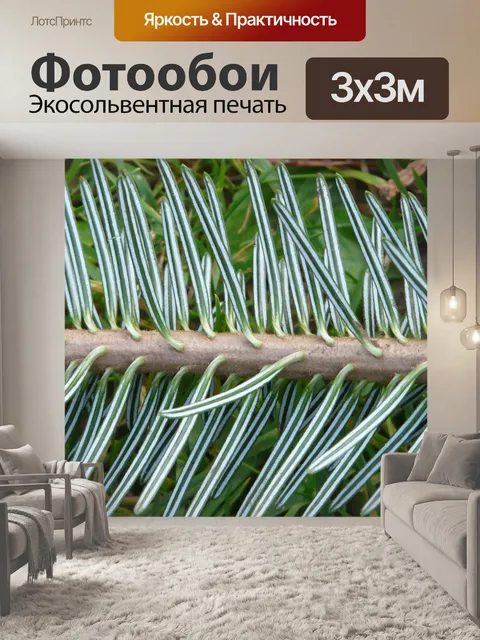 Фотообои Еловая ветка