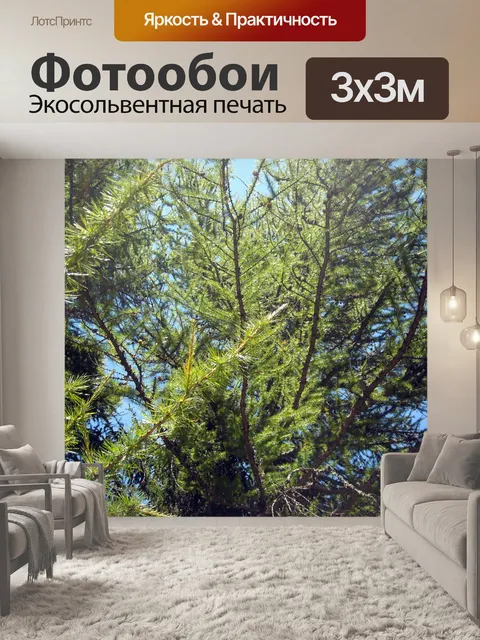 Фотообои Сосновых ветвей
