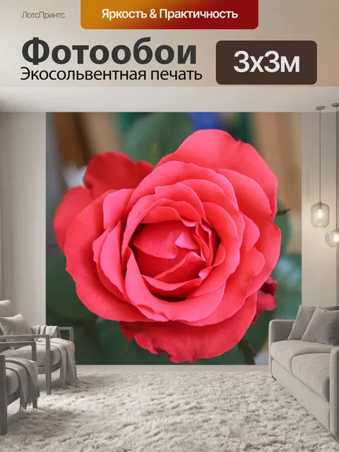 Фотообои Роуз