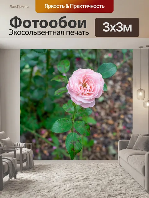 Фотообои Кустовая роза