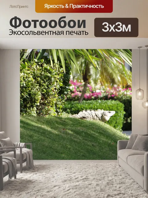 Фотообои Взрослая игуана Мексика