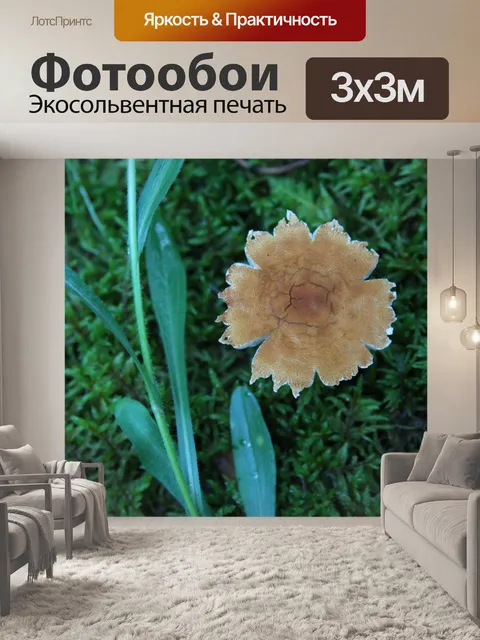 Фотообои Нечетная форма коричневого гриба