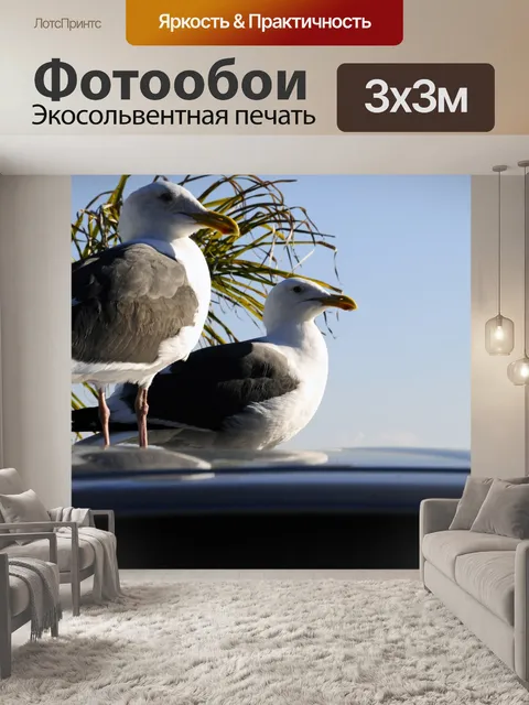 Фотообои Два Чайки на крышу машины