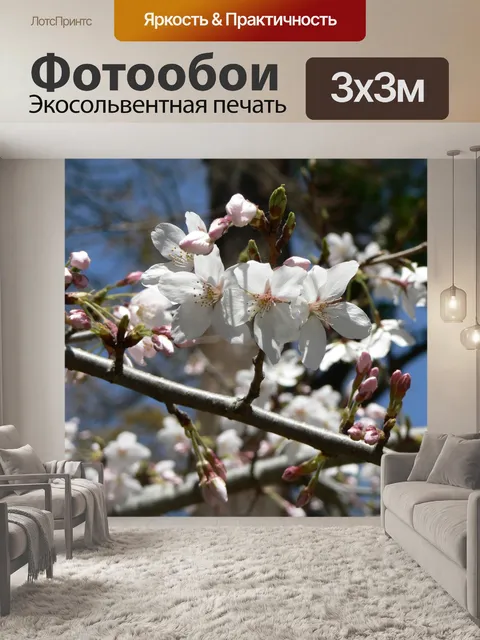 Фотообои Сакура