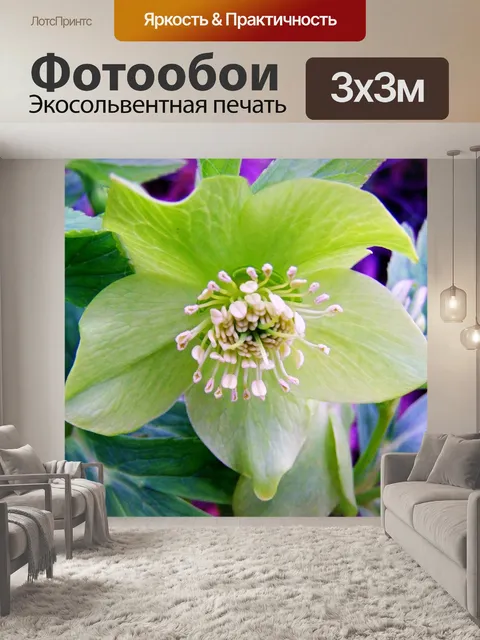 Фотообои Морозник