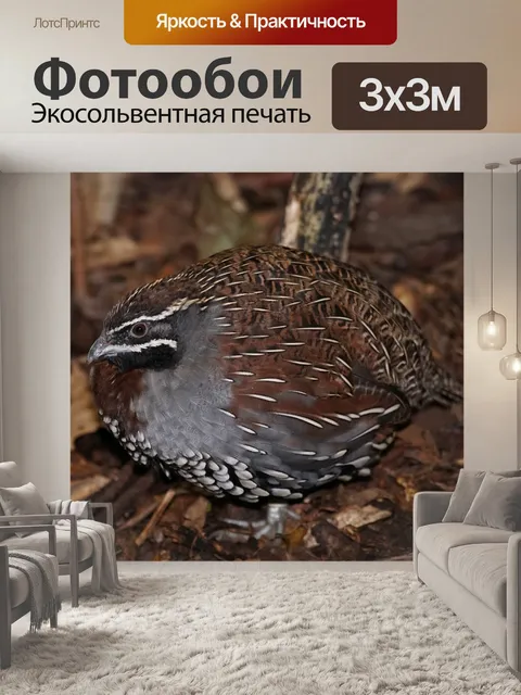 Фотообои Птица