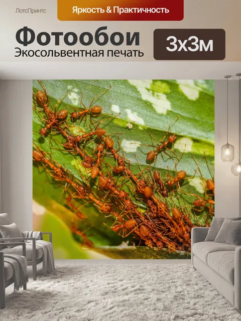 Фотообои Красные муравьи