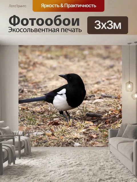 Фотообои Сорока