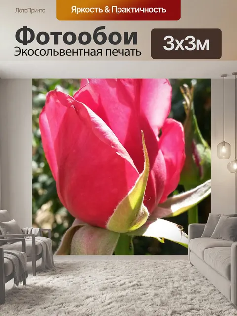 Фотообои Розовая роза