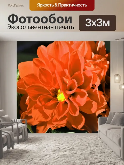 Фотообои Оранжевый цветок георгина крупным планом