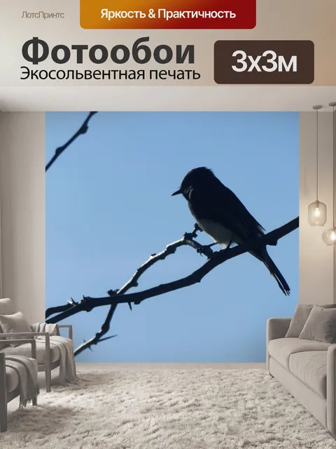 Фотообои Силуэты птиц