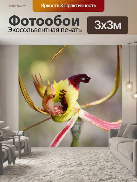 Фотообои Бабочки орхидеи