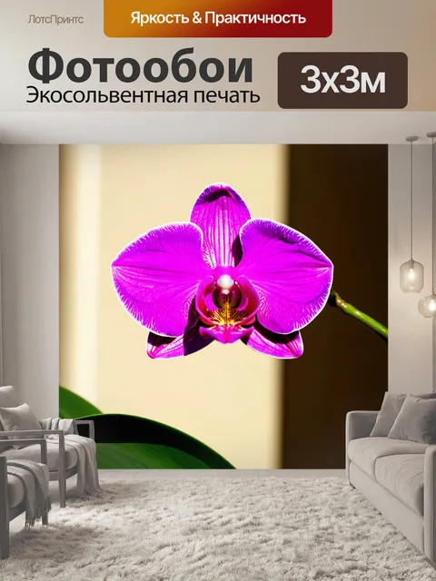 Фотообои крупный план цветка орхидеи ярко-розового цвета, колышущегося на солнечном свете