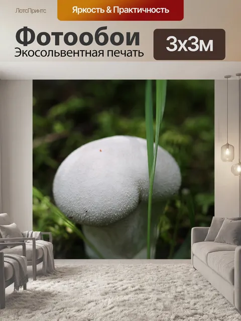 Фотообои Дикие коричневые грибы