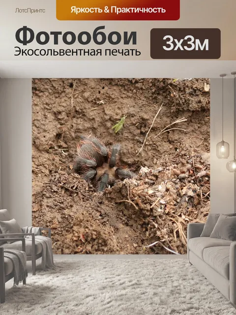 Фотообои Паук паука в его норе