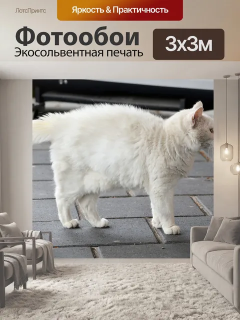 Фотообои Белый кот