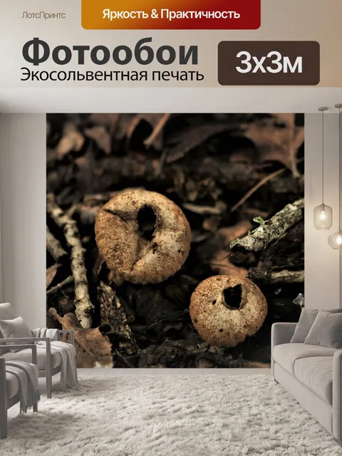 Фотообои Два коричневых грибка-пуховика