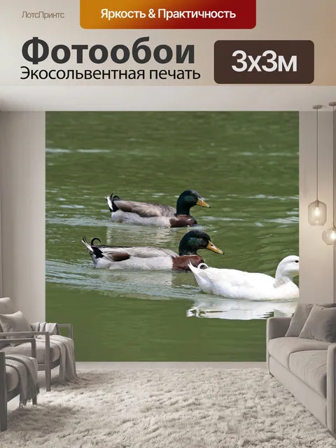 Фотообои белая утка и кряквы