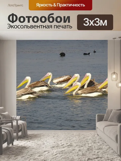 Фотообои Большой белый пеликан