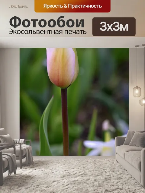 Фотообои Тюльпан
