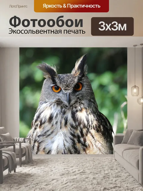 Фотообои Сова